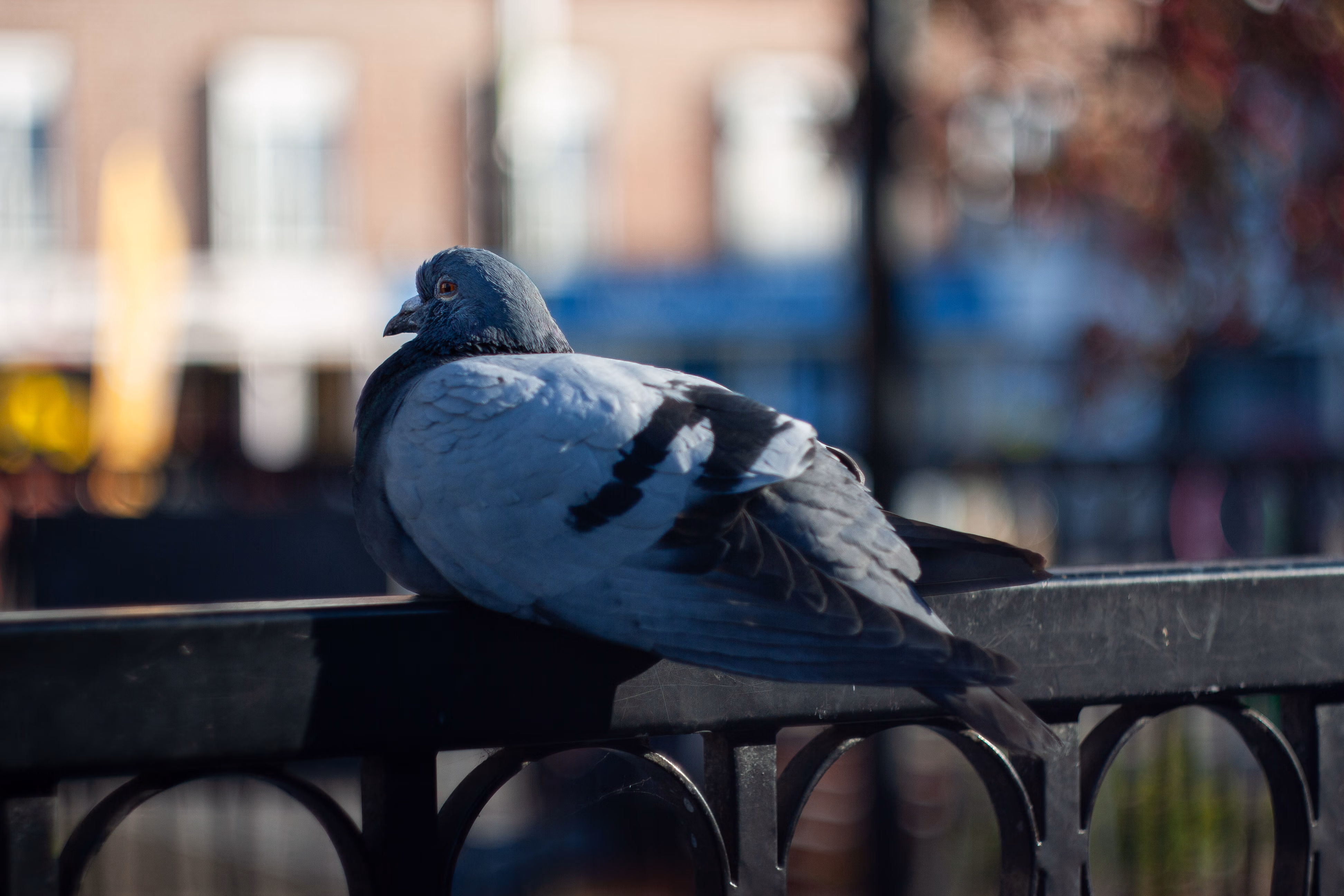 Nature Photography Images