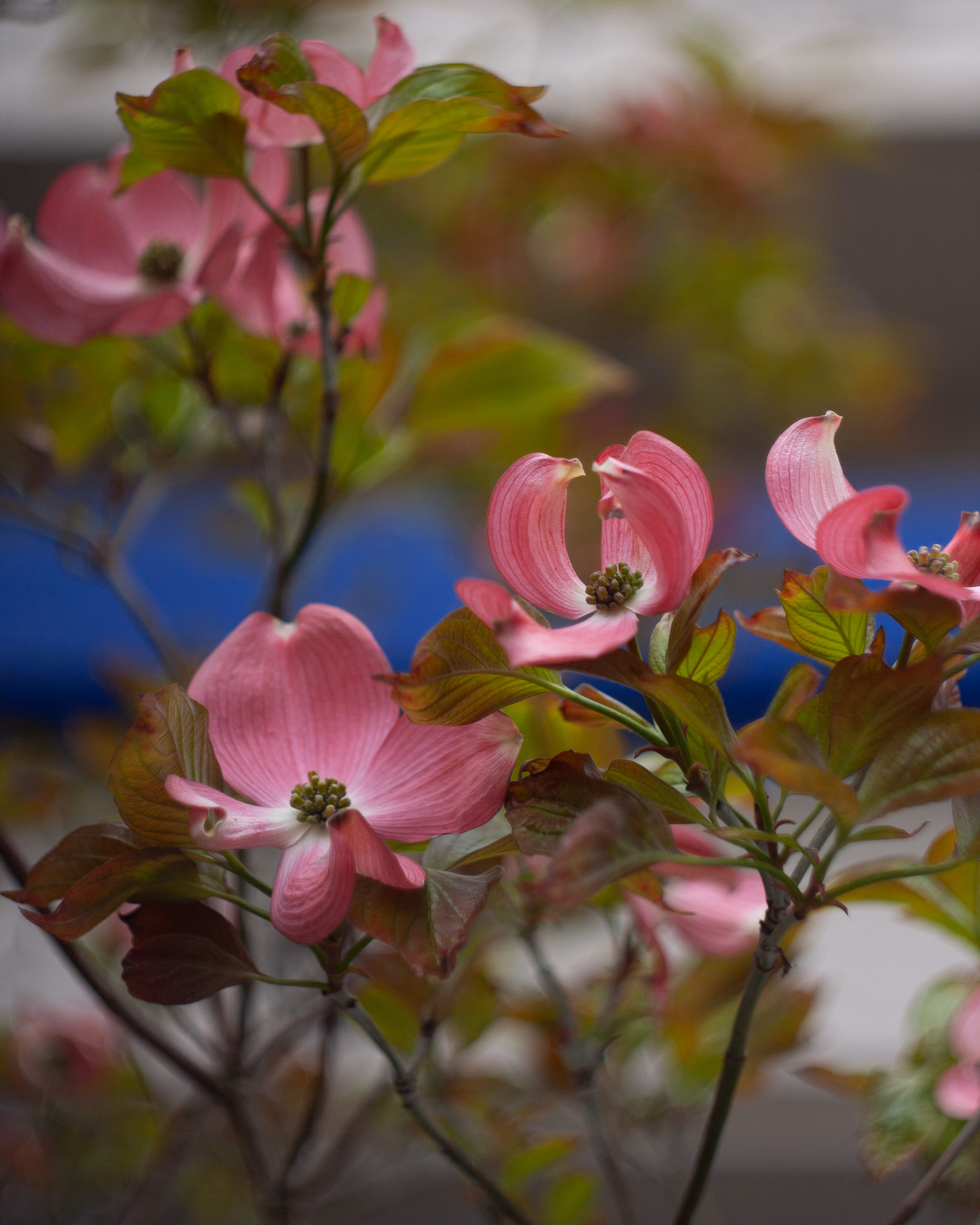 Nature Photography Images