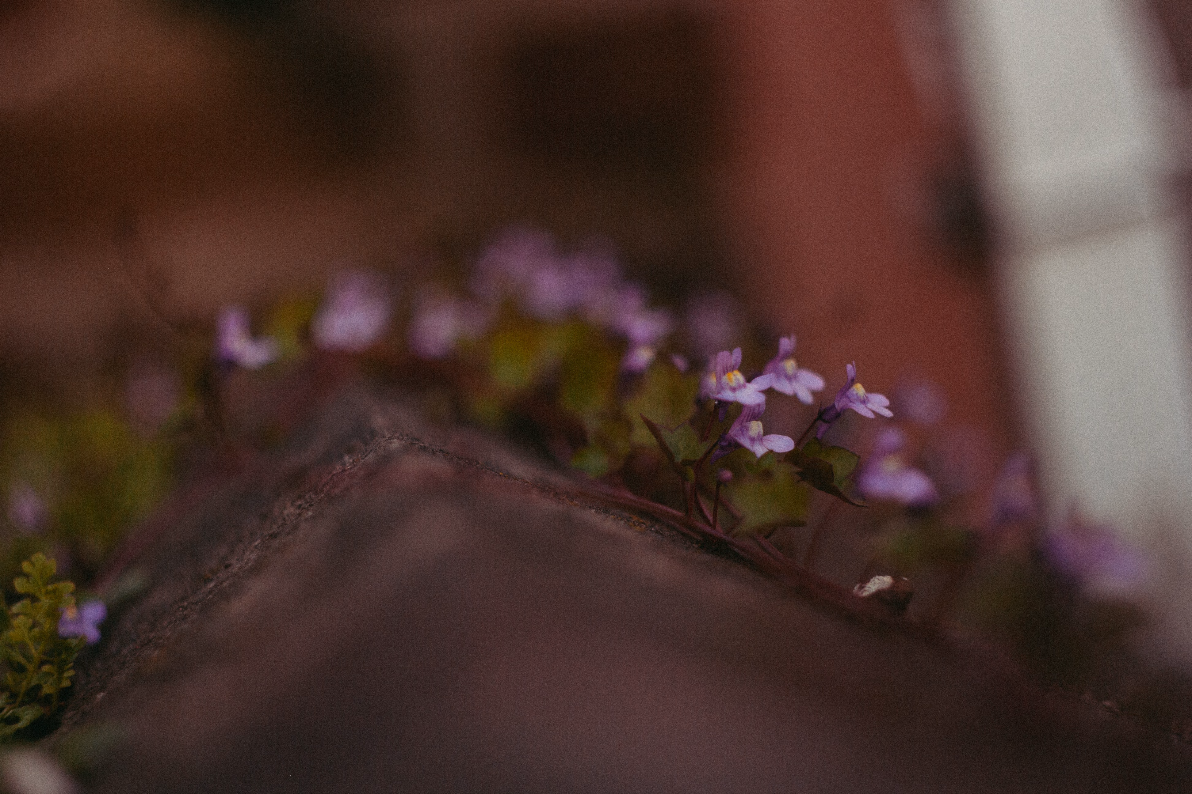 Nature Photography Images