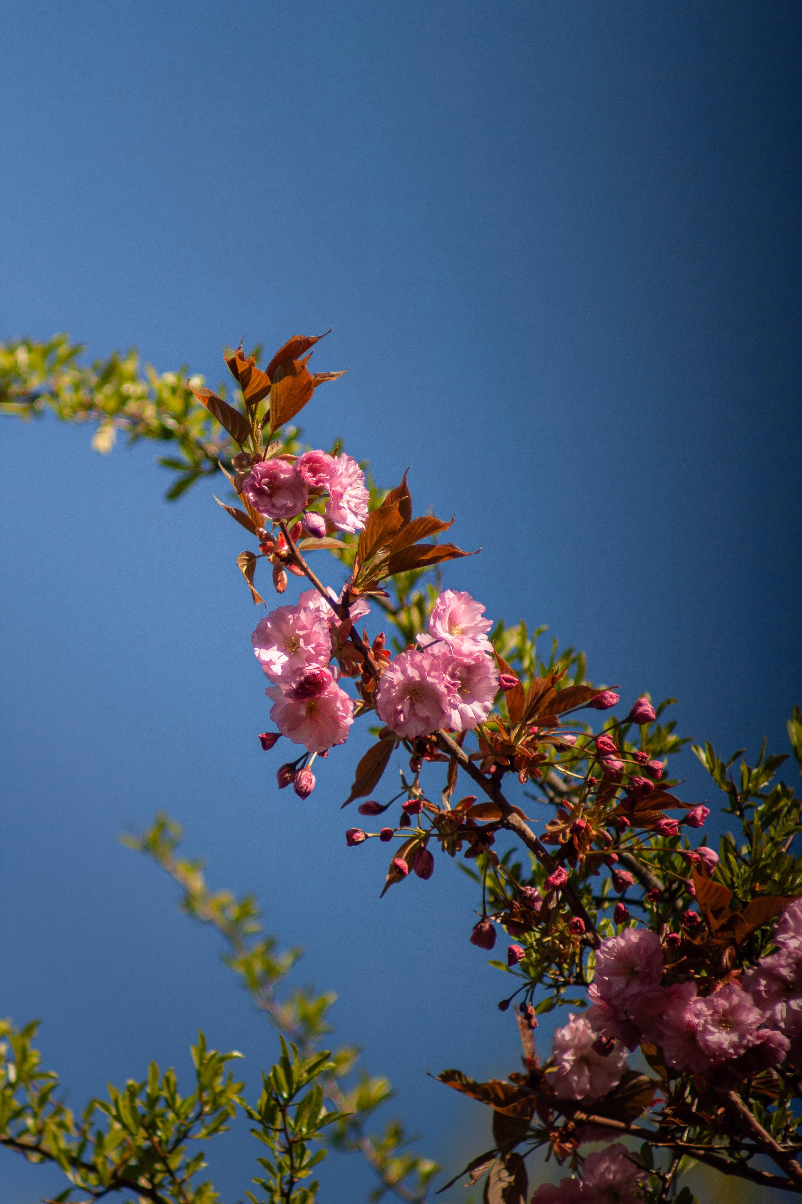 Nature Photography Images