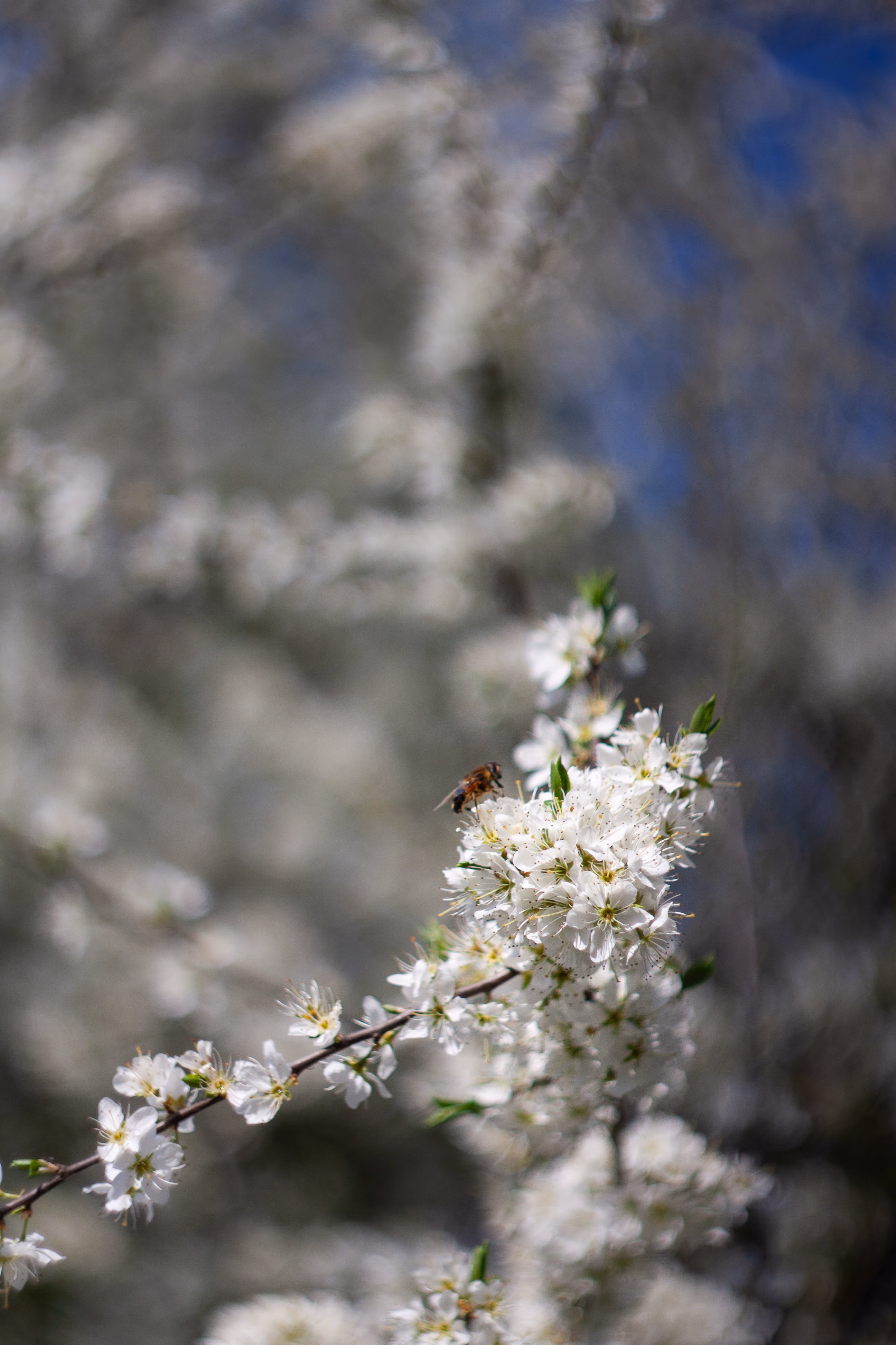 Nature Photography Images