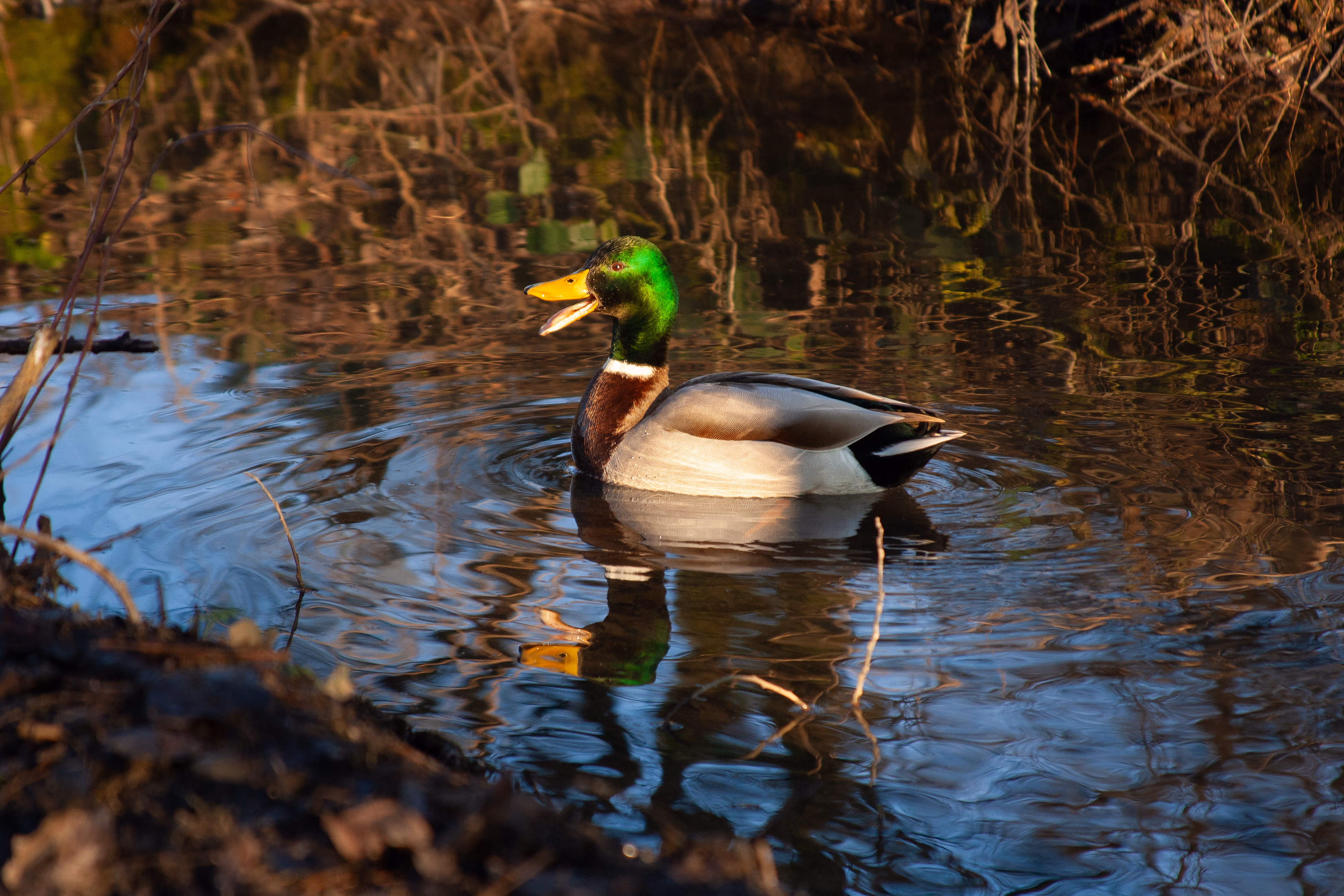 Random Nature Photography Image