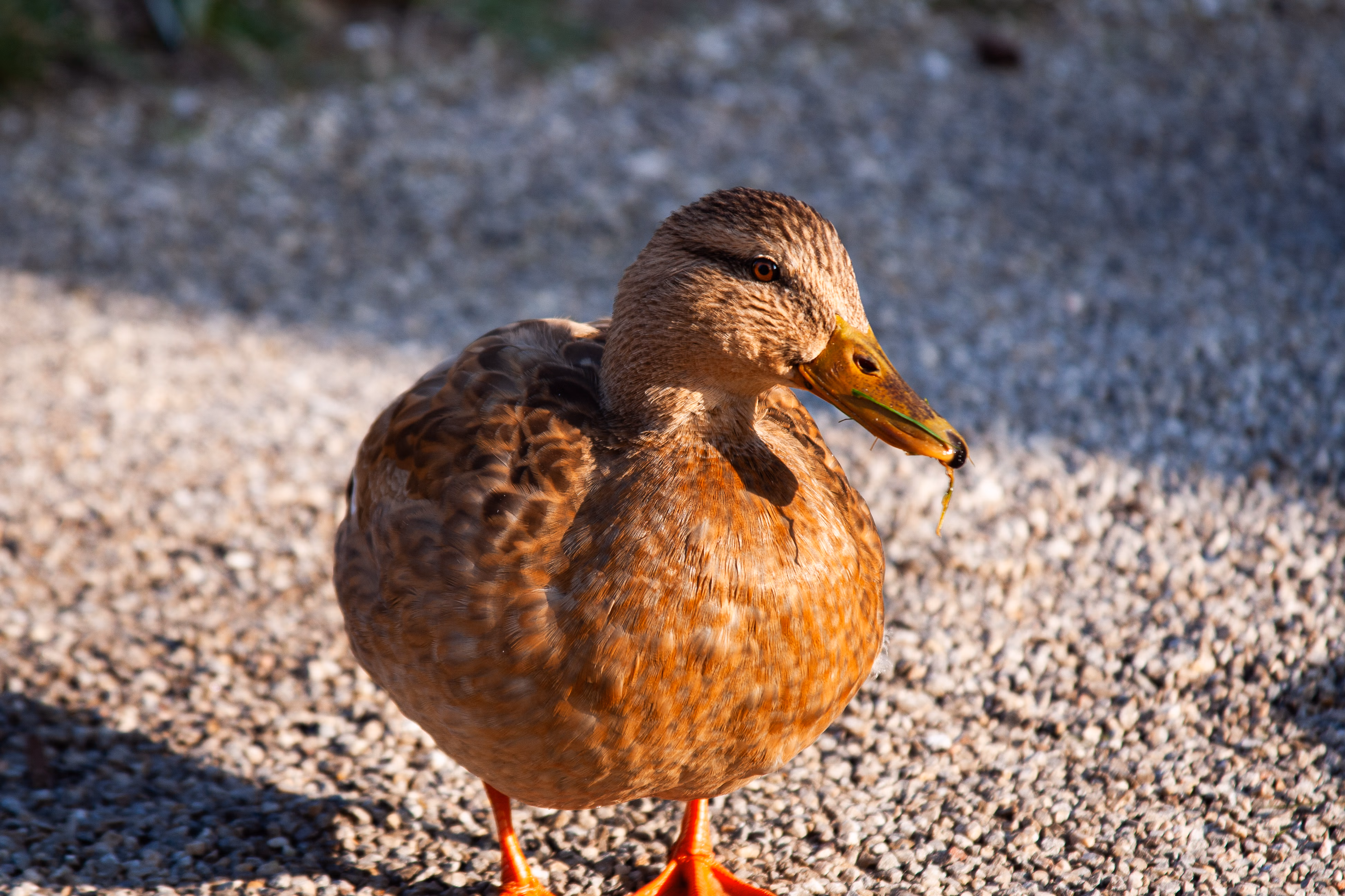 Nature Photography Images