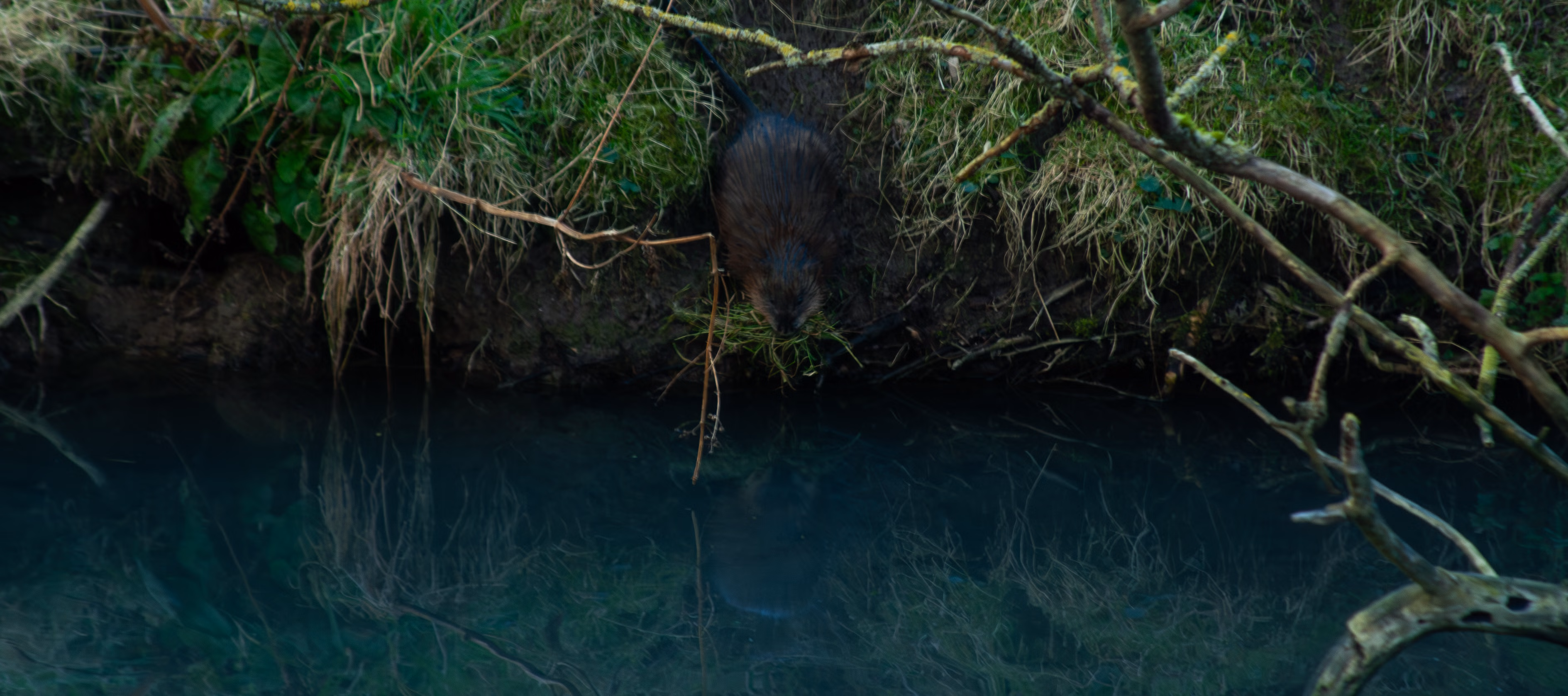 Nature Photography Images