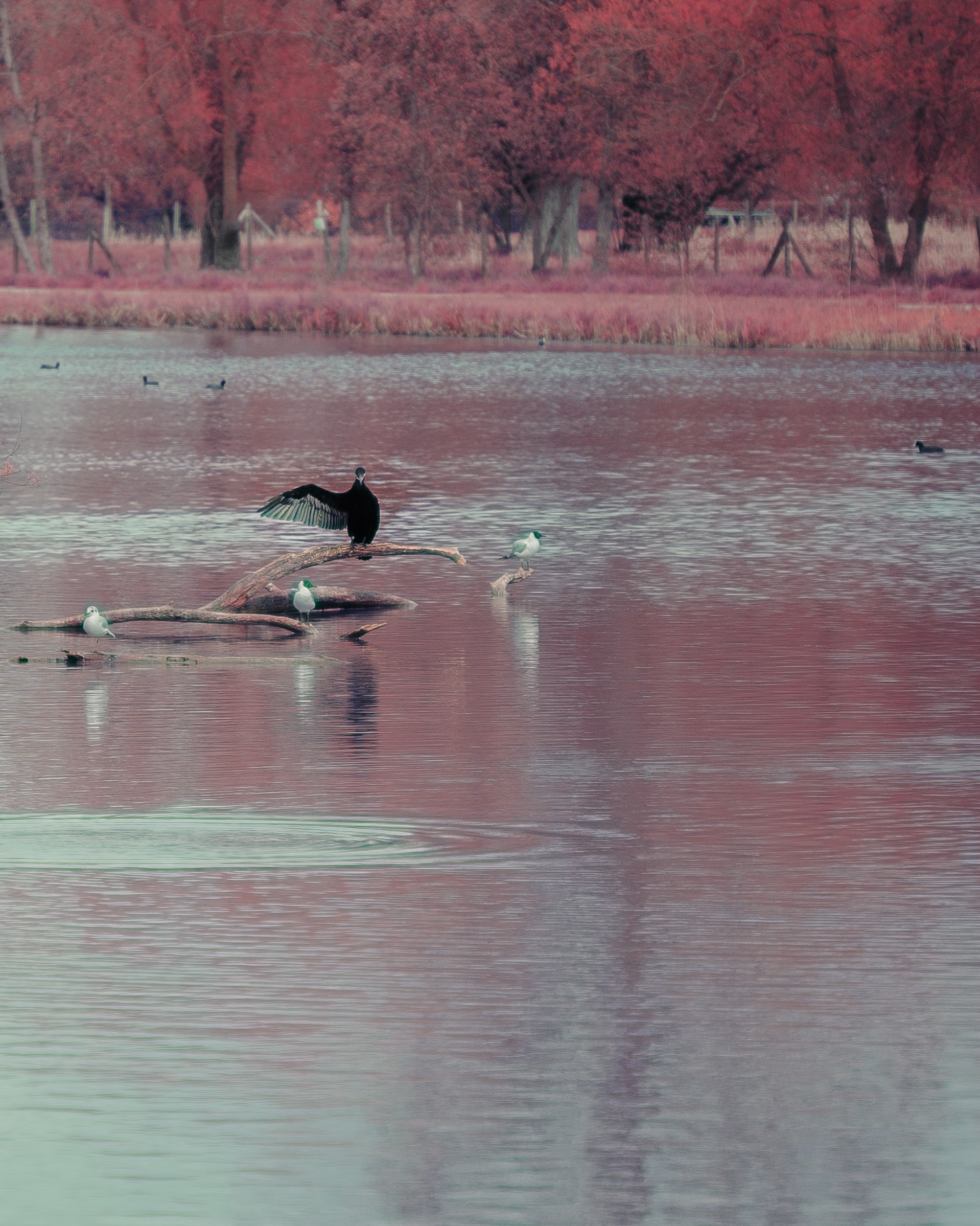 Nature Photography Images