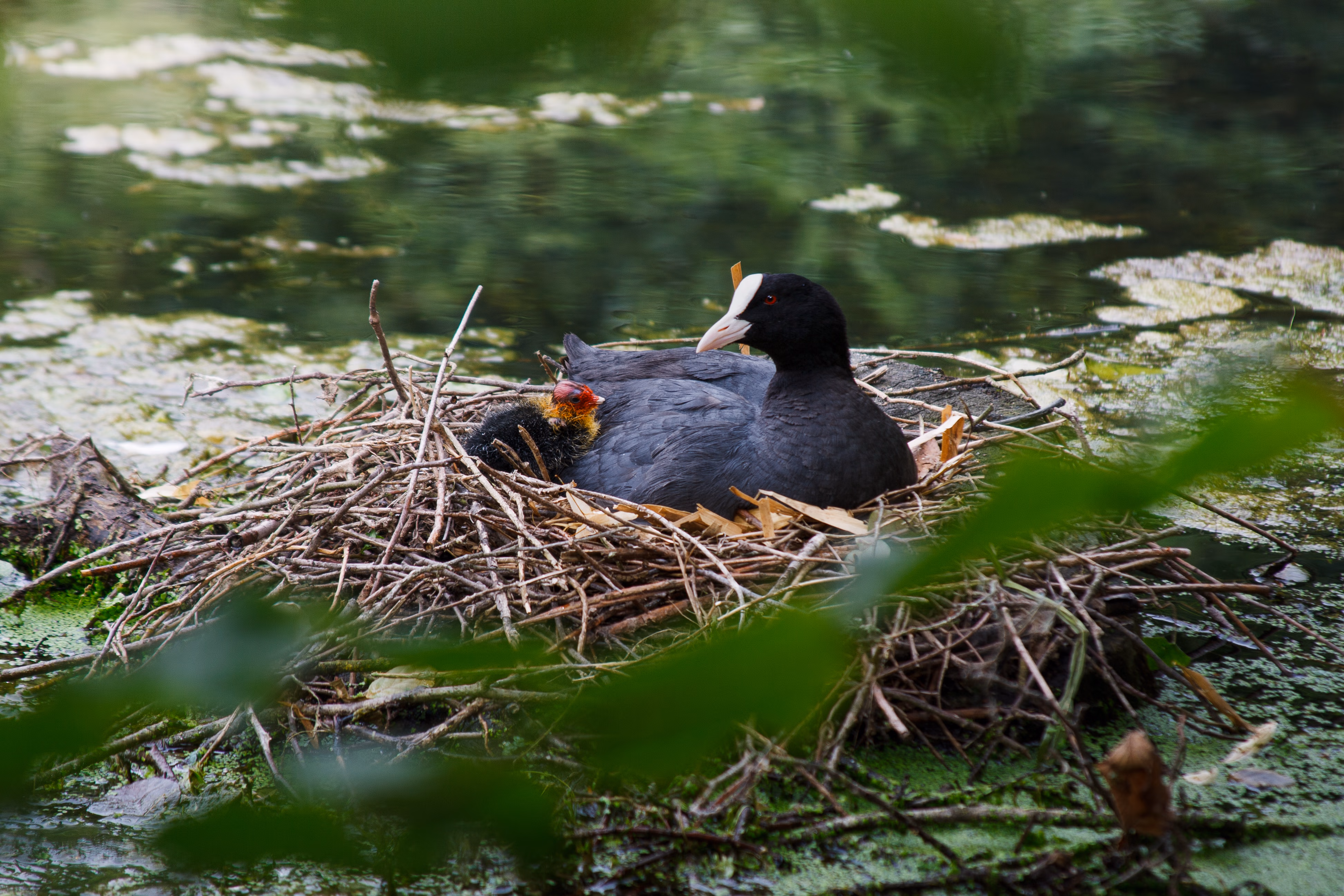 Nature Photography Images