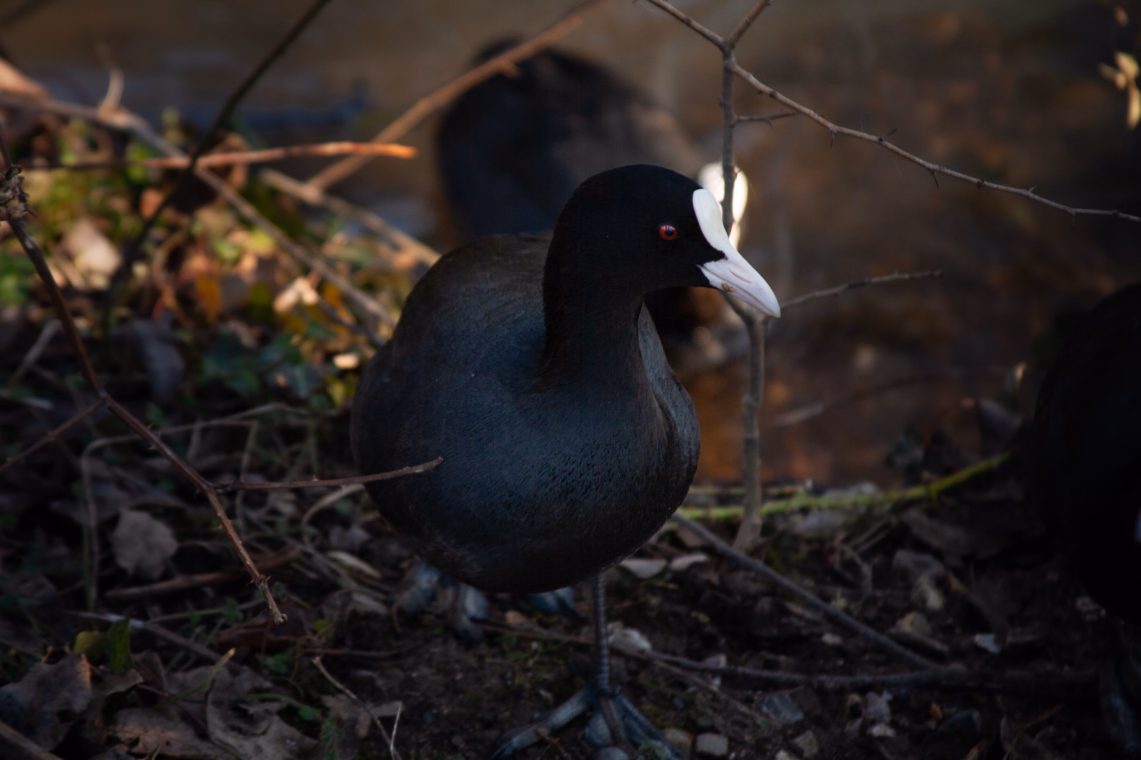 Nature Photography Images